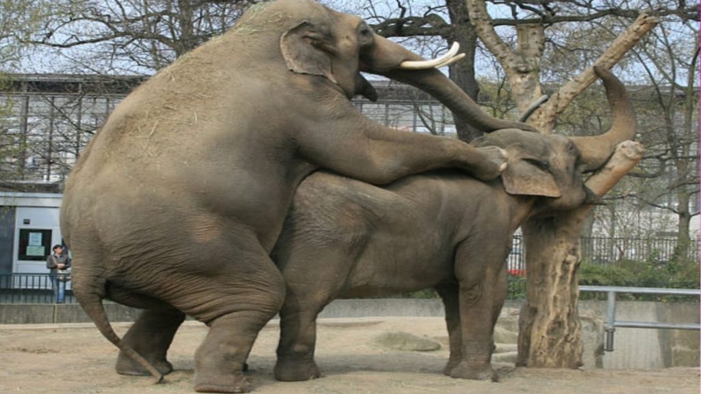 हाथी संभोग सेक्स (sex)कैसे करते हैं। हाथी का पर्यायवाची शब्द क्या होता है ? आखिर हाथी संबंध कैसे बनाते है हाथी के साथ कैसे सेक्स करते हैं